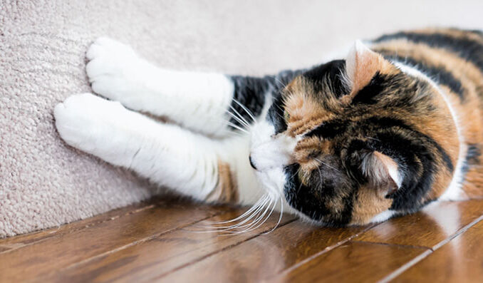 Katze kratzt an Stufe mit Teppich
