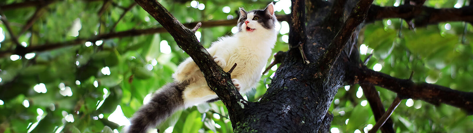 Kitten sitzt hoch oben im Baum und kommt alleine nicht wieder runter.