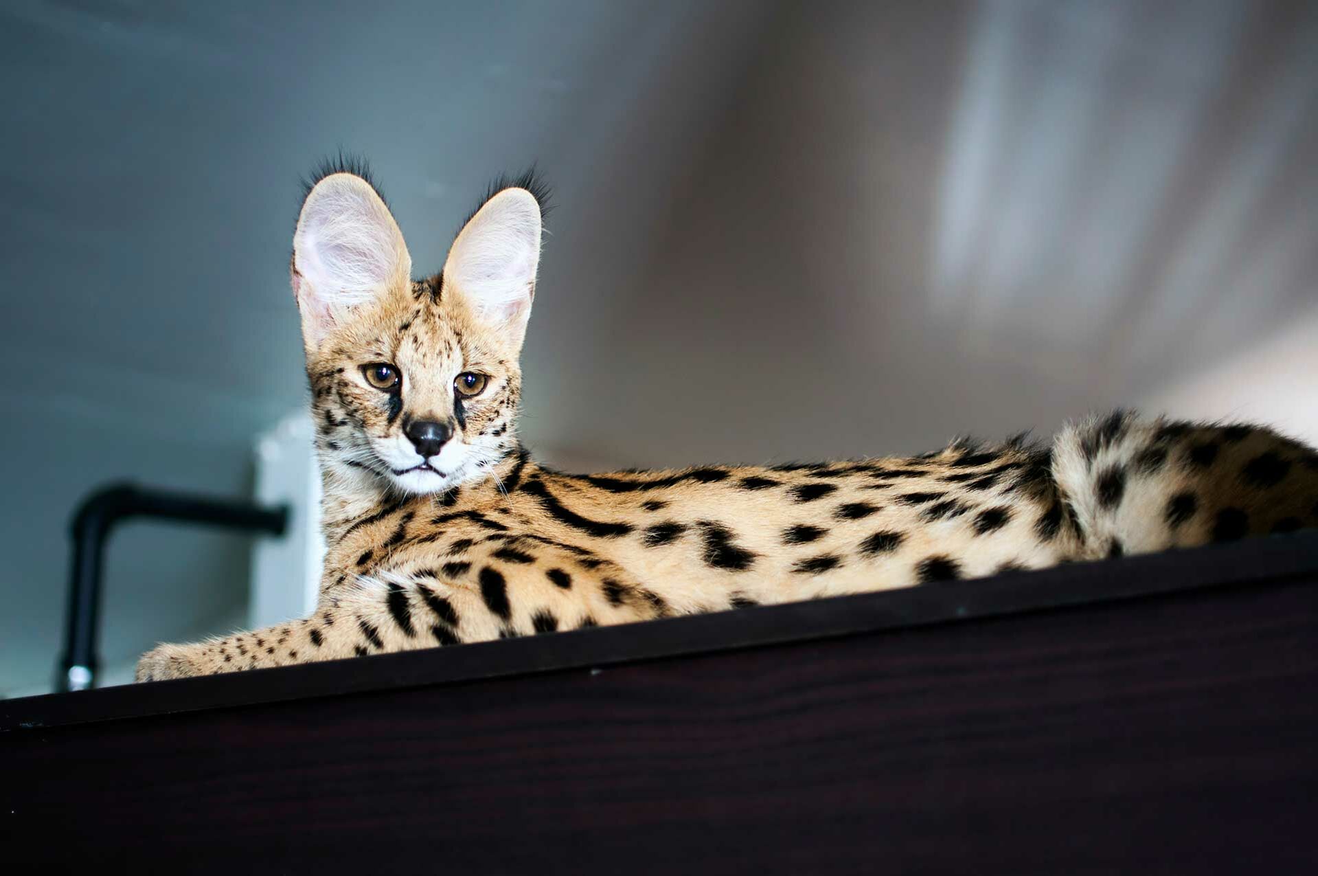 Eine Savannah-Katze liegt auf einem Schrank.