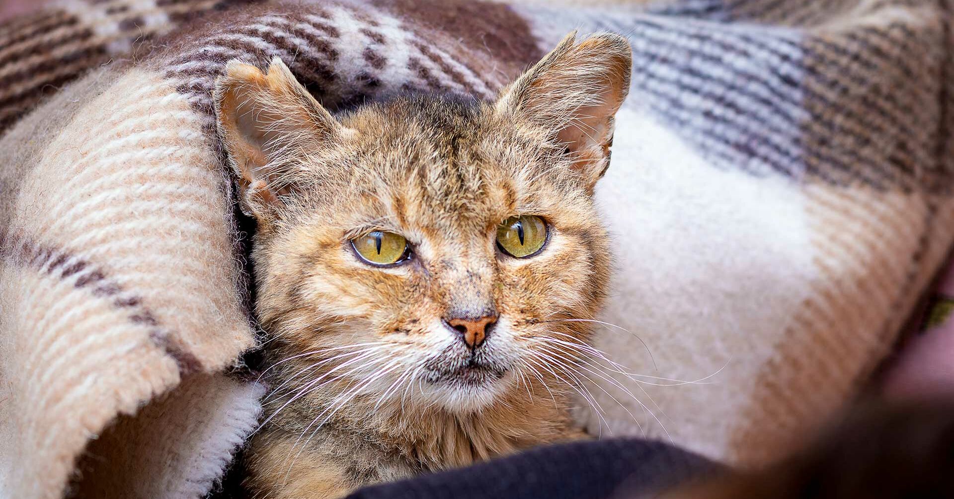 Katze Einschläfern Oder Natürlich Sterben Lassen Forum
