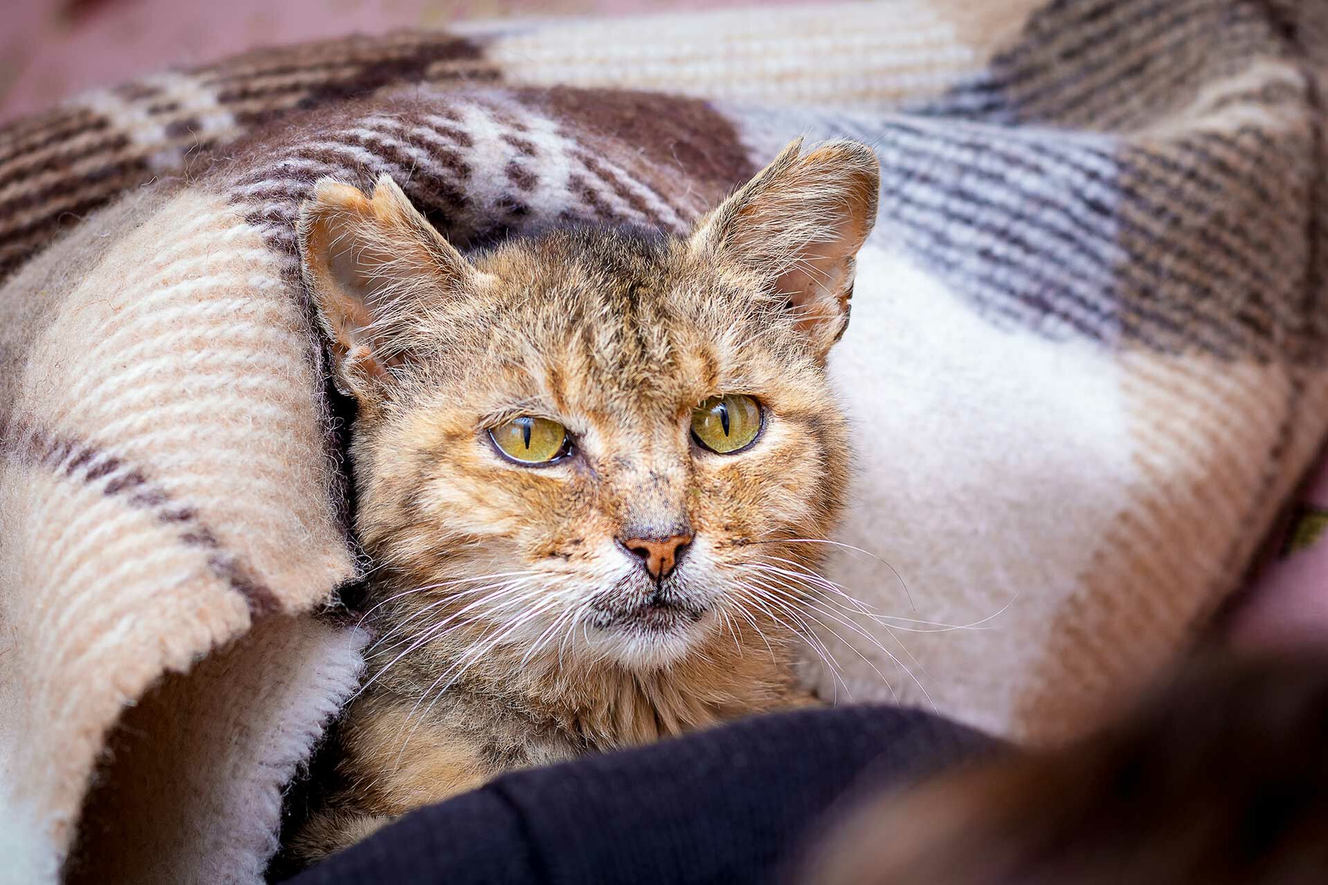 Verabschieden sich Katzen, bevor sie sterben? Miamor
