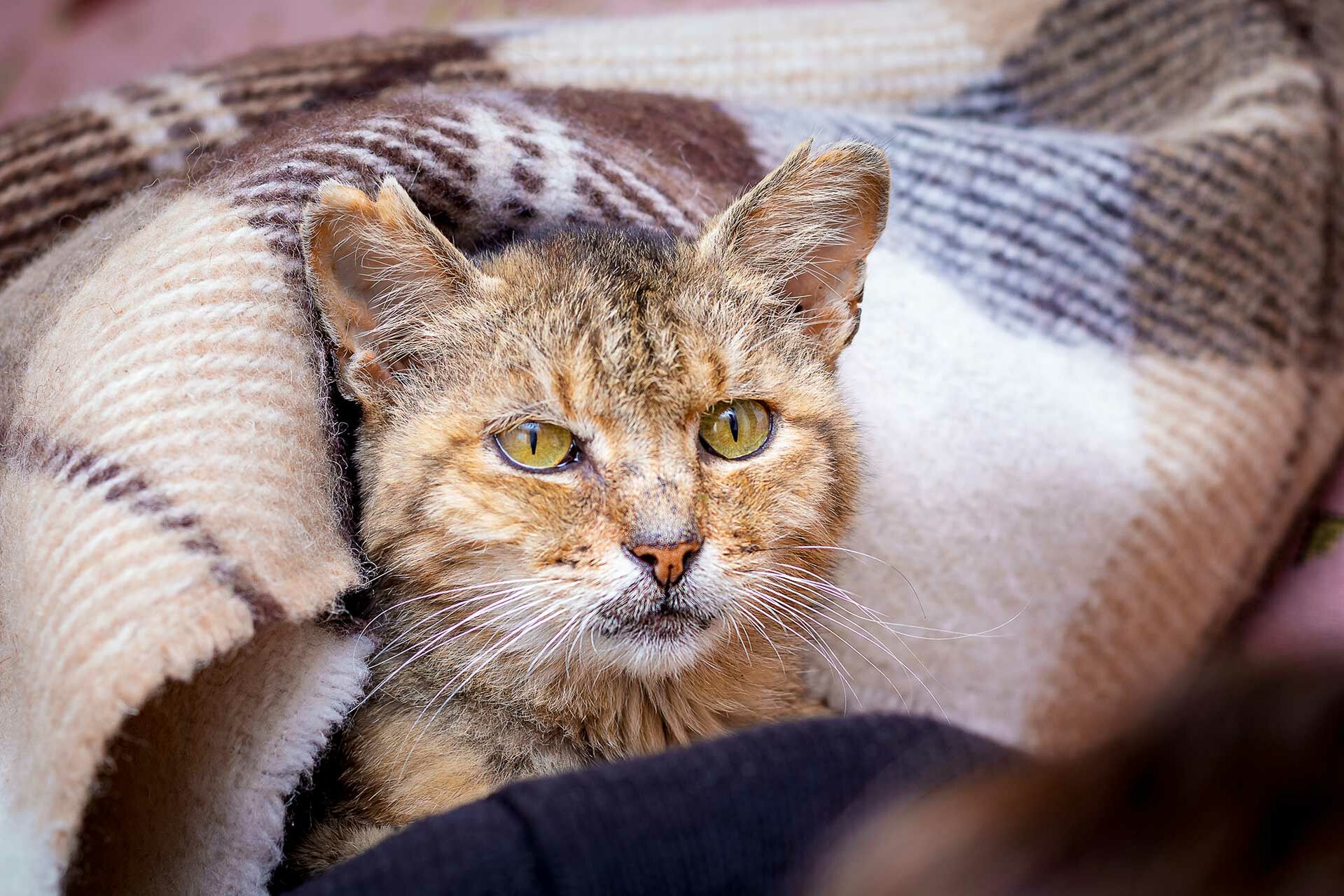 Schwere Entscheidung: Die Katze einschläfern lassen?