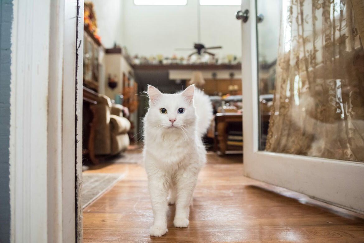 Katze in der Wohnung