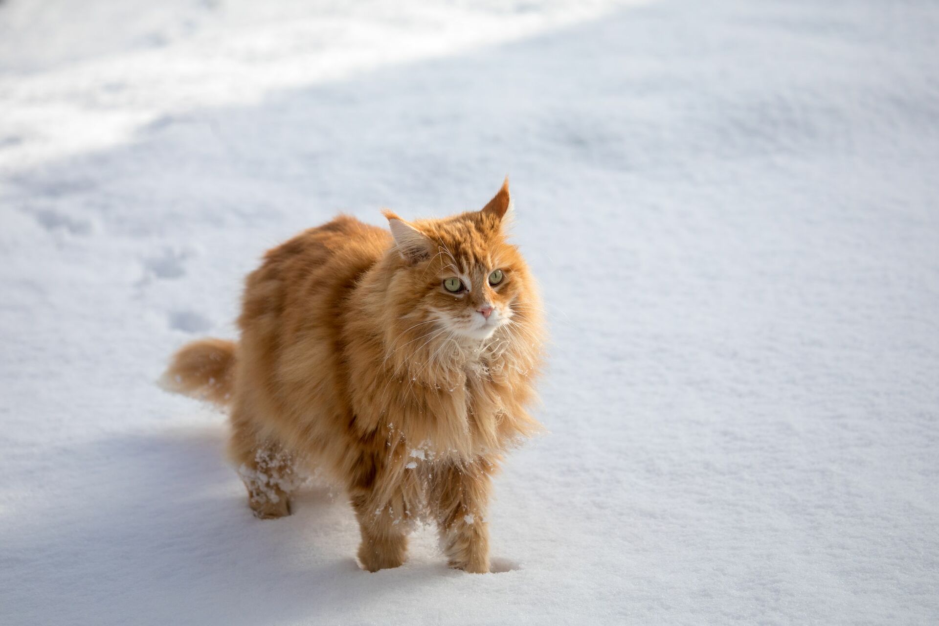 Eine langhaarige Katze steht im Schnee.
