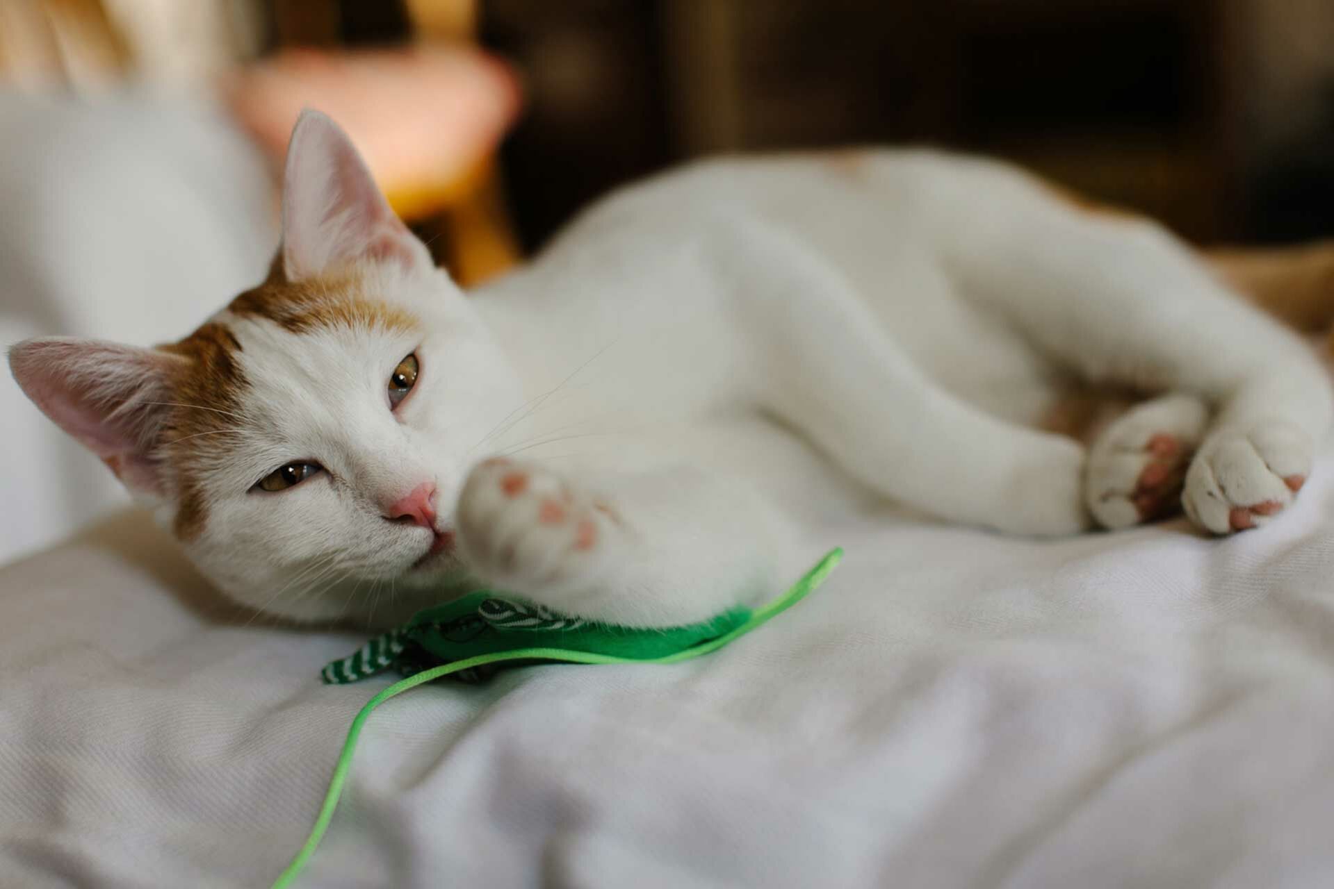 Eine Katze blinzelt, während sie in eine Richtung schaut.