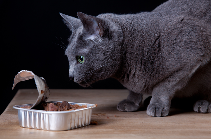 Dosen-Recycling – wie Sie beim Katzenfutter nachhaltiger handeln