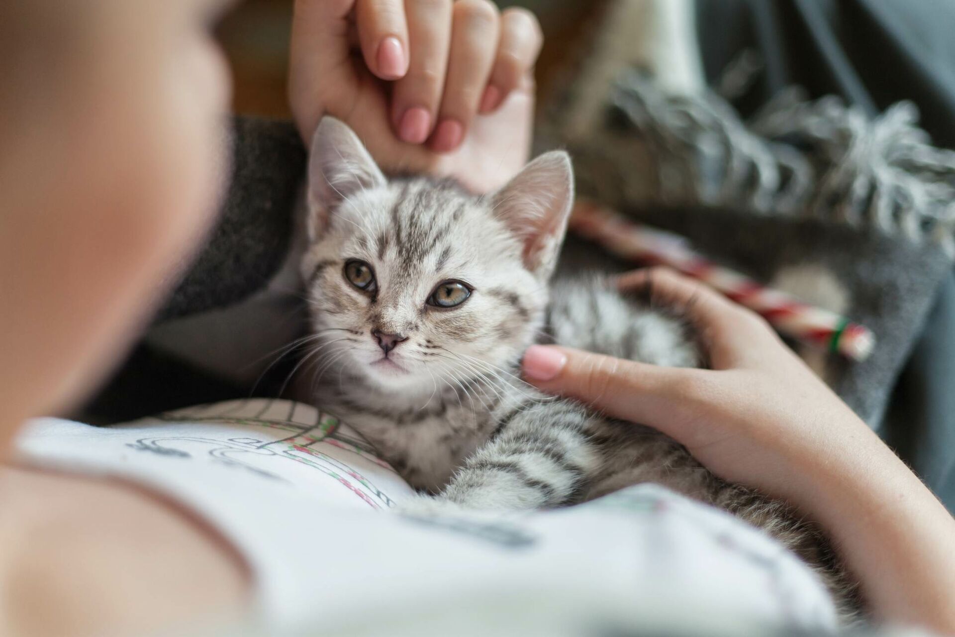 Ein Kitten liegt auf dem Schoß einer Frau und wird gestreichelt. 