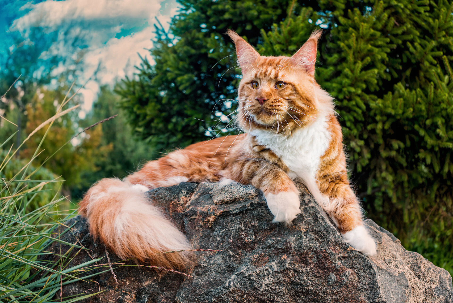 Eine Maine Coon liegt auf einem Felsen im Wald.