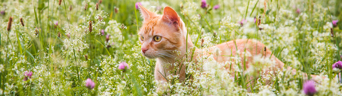 Junge Katze in einer Blumenwiese.