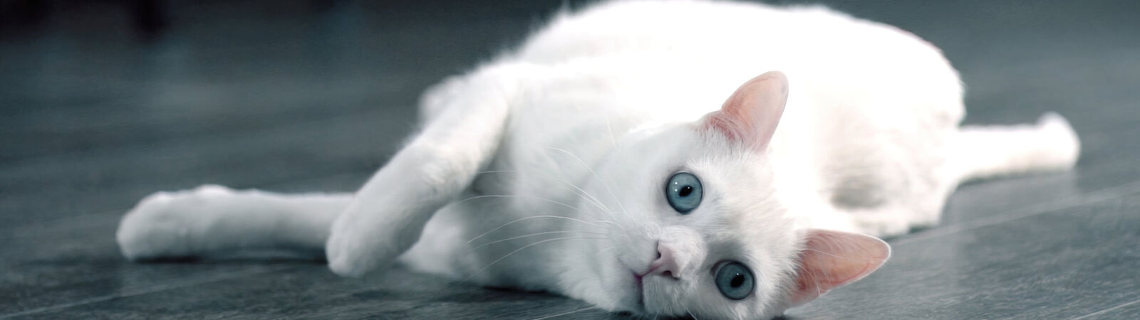 Weiße Katze liegt auf dem Boden und schaut in die Kamera.
