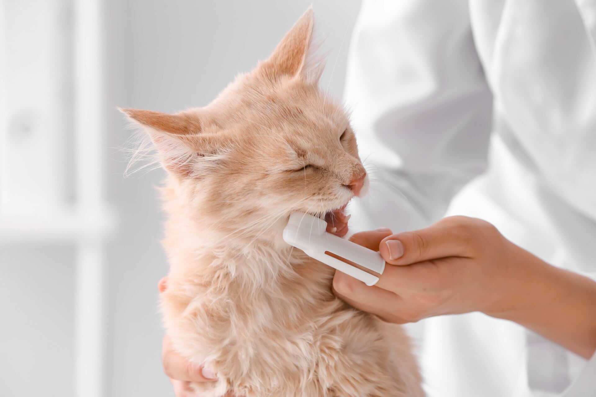 Eine Person reinigt die Zähne einer Katze mit einem speziellen Aufsatz für den Finger.