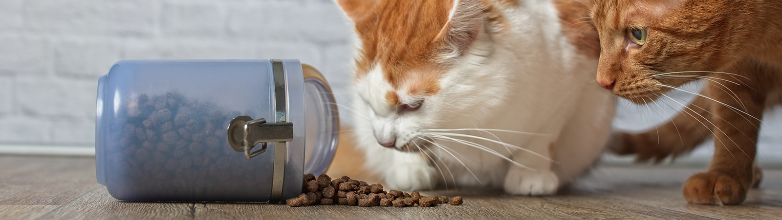 Zwei Katzen vor einer umgekippten Dose mit Trockenfutter.