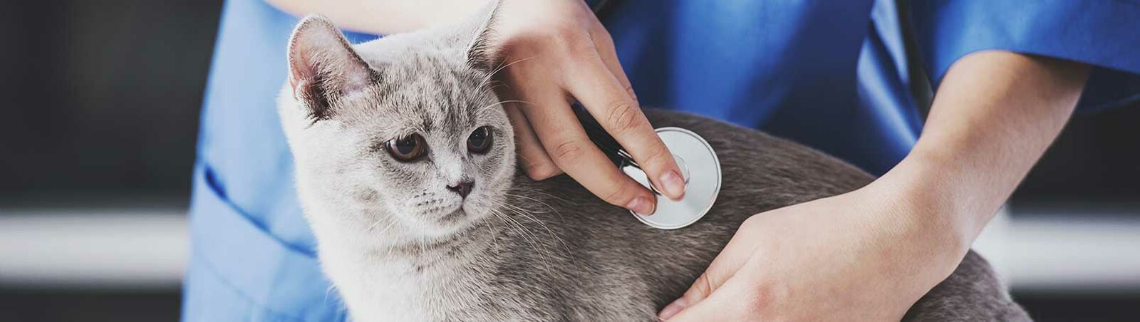 Eine Katze liegt auf dem Behandlungstisch und wird von einem Tierarzt mit einem Stethoskop untersucht.