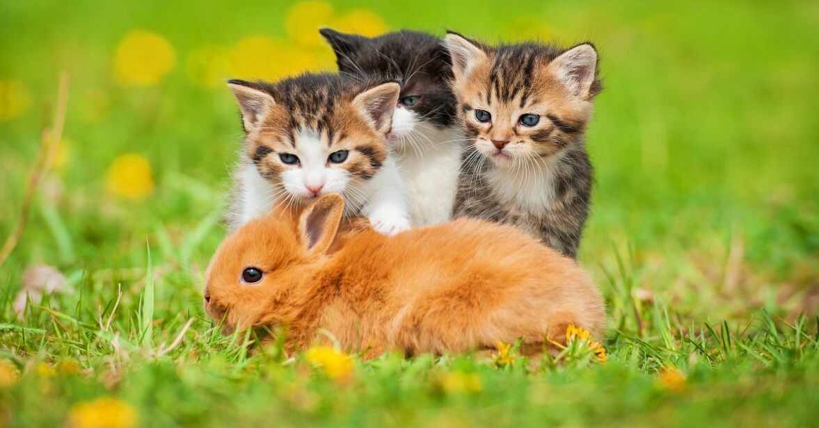 Katzen, Kaninchen und andere Haustiere zusammen l Miamor