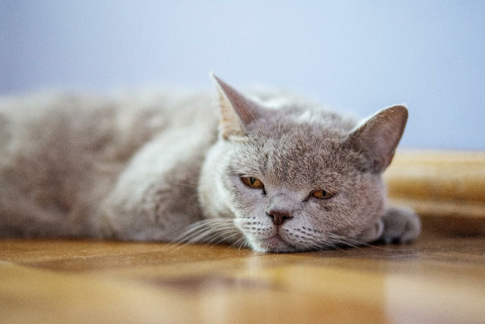 Eine schläfrige Katze liegt mit fast geschlossenen Augen auf dem Boden.