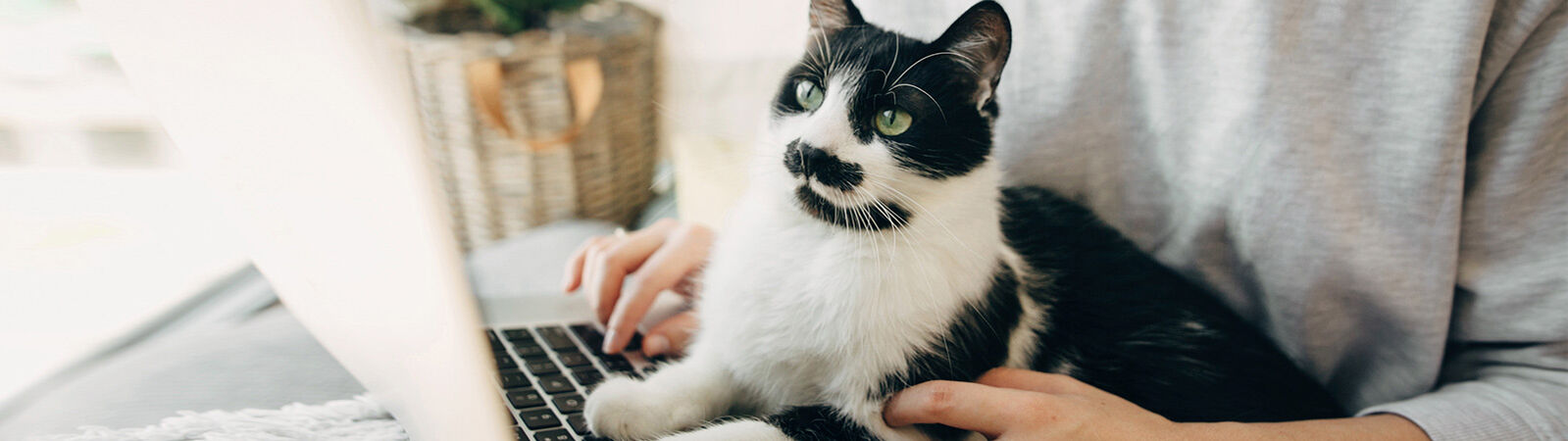 Frau sitzt mit Katze auf dem Schoß vor Laptop.