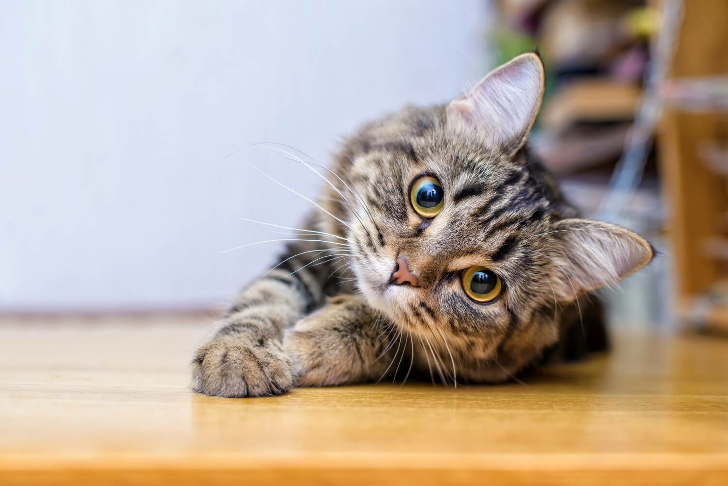 Getigerte Katze streckt sich auf dem Küchenfußboden aus.