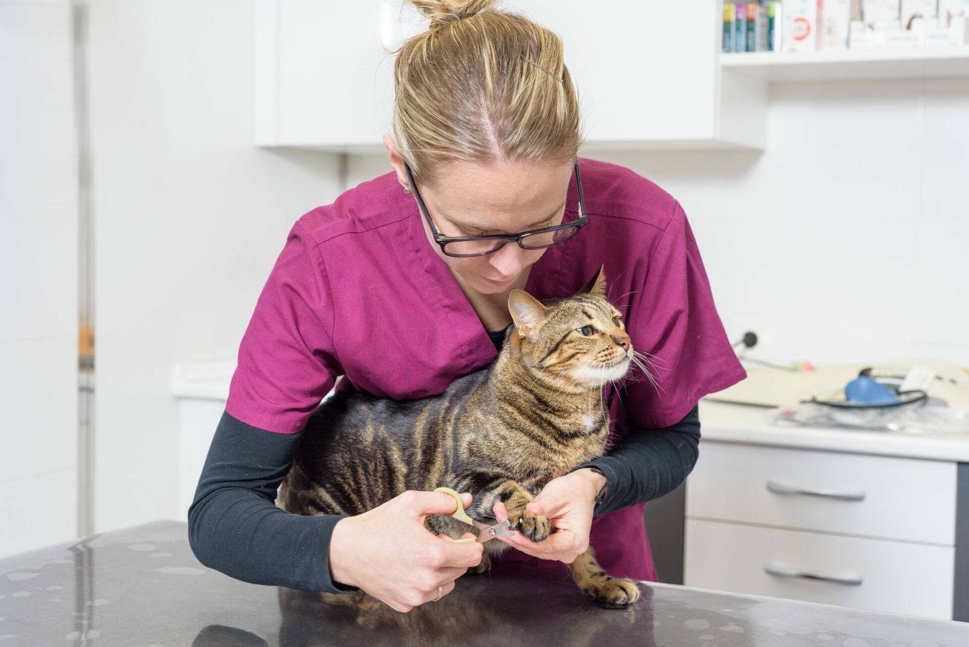 Eine Tierärztin schneidet einer Katze die Krallen.