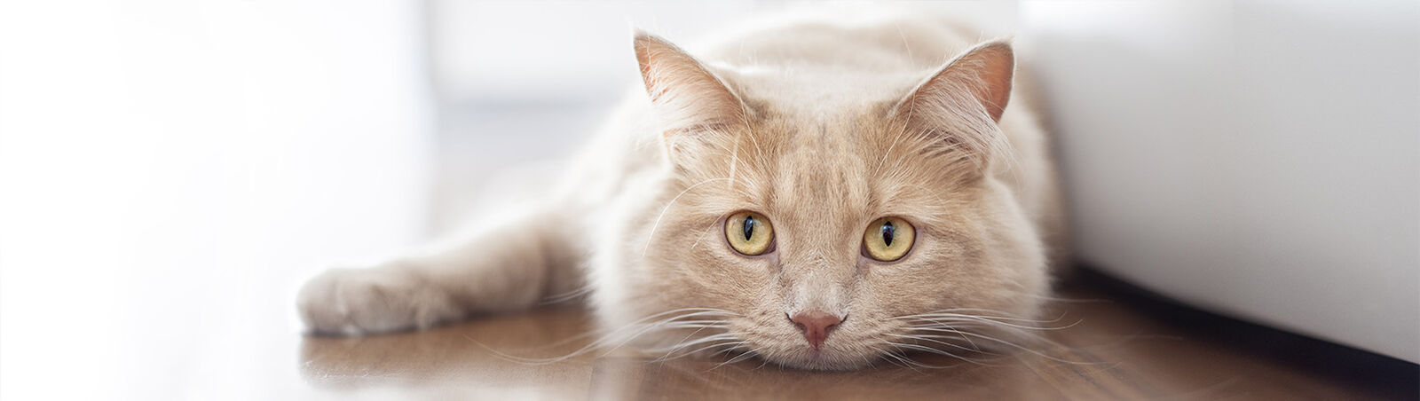 Eine Katze liegt vor einem Sofa auf dem Boden und spitzt die Ohren.