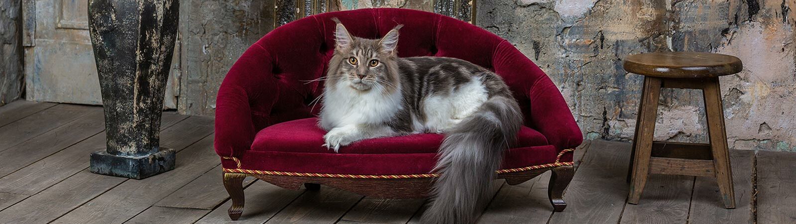 Eine langhaarige Katze liegt auf einer roten mit Samt bezogenen Katzencouch.