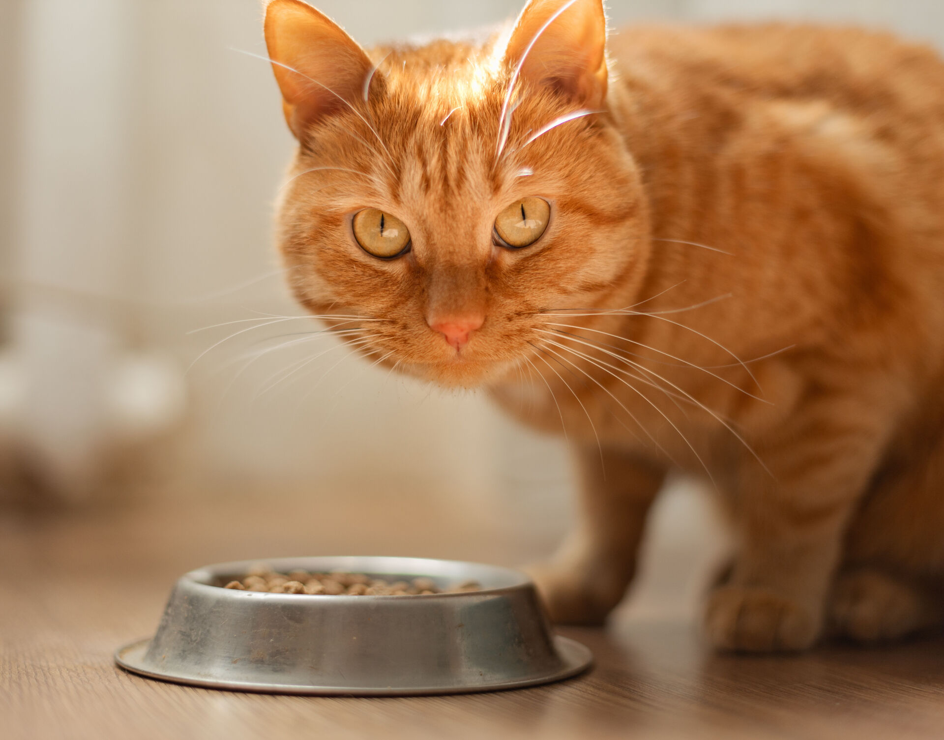 Rote Katze vor einer flachen Schale mit Trockenfutter schaut in die Kamera.