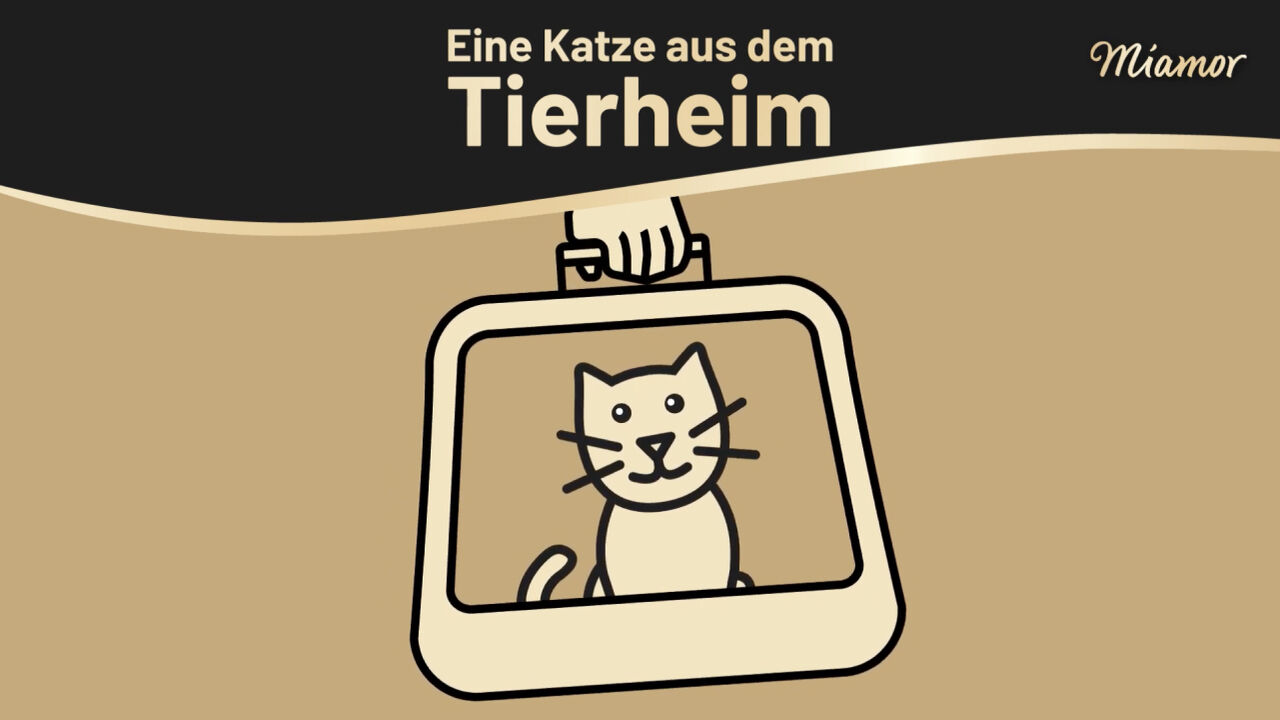 Video-Thumbnail von Miamor zum Thema Katze im Tierheim