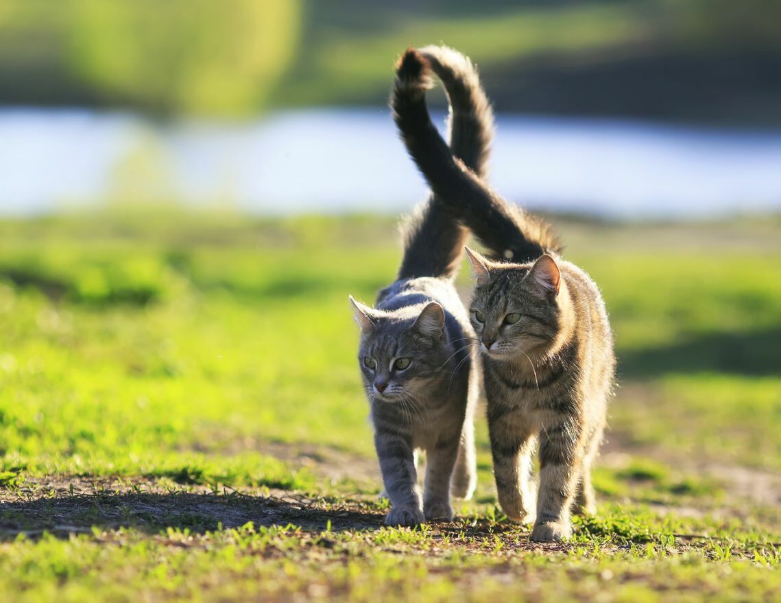 Zwei Katzen gehen nebeneinander über Rasen und verhaken dabei ihre Schwänze.