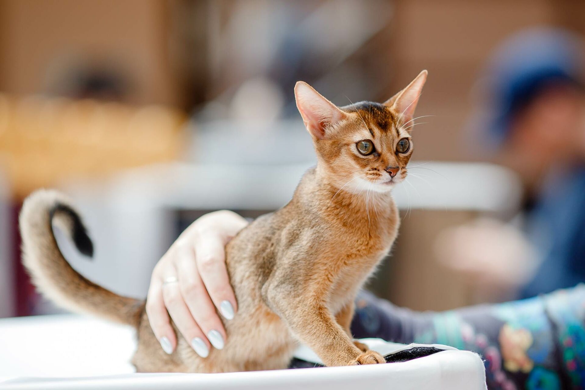 Eine Katze wird vom Menschen gestreichelt.