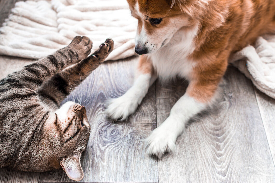 Eine Katze spielt zusammen mit einem Hund