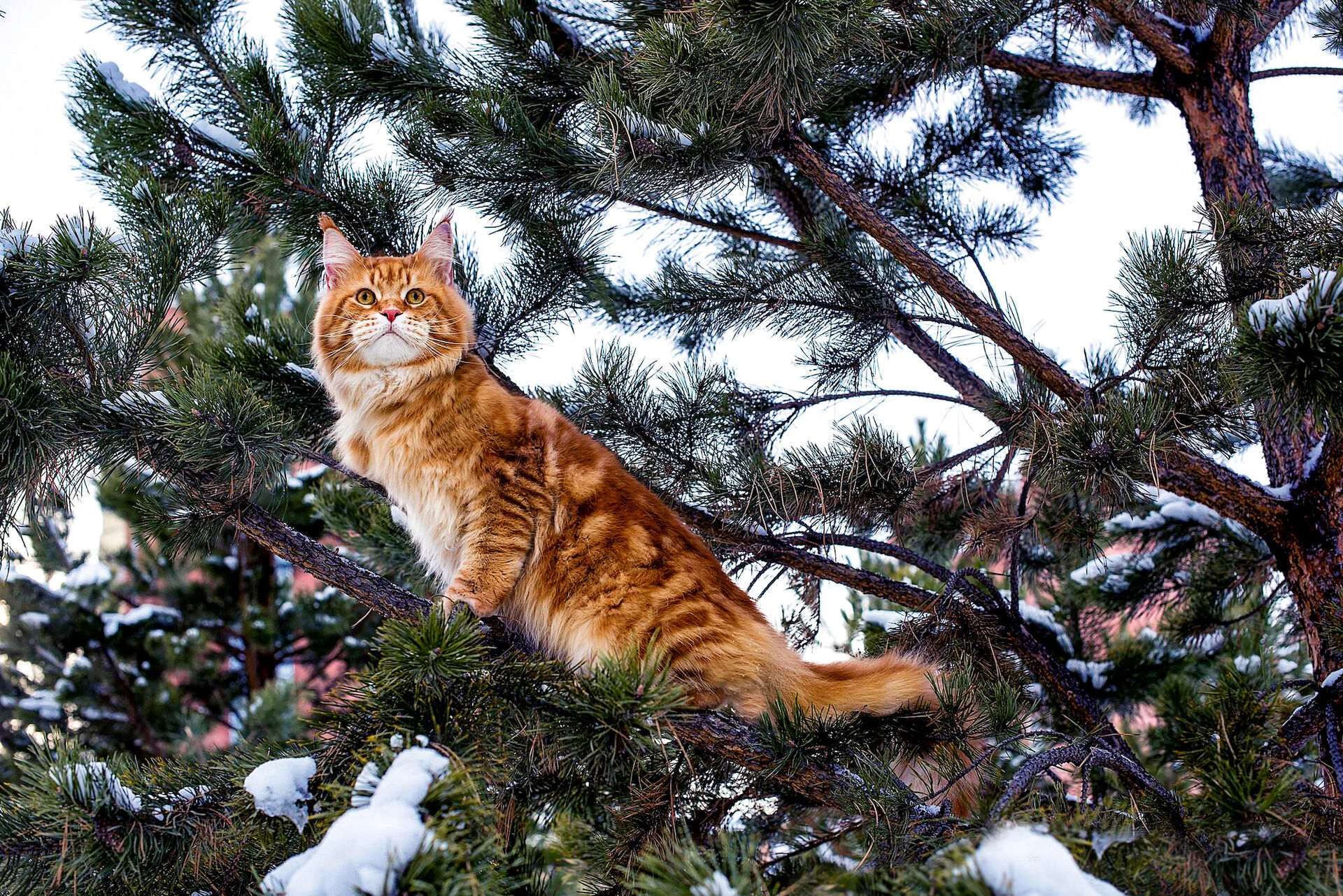 Eine Maine Coon auf dem Ast eines hohen Baumes