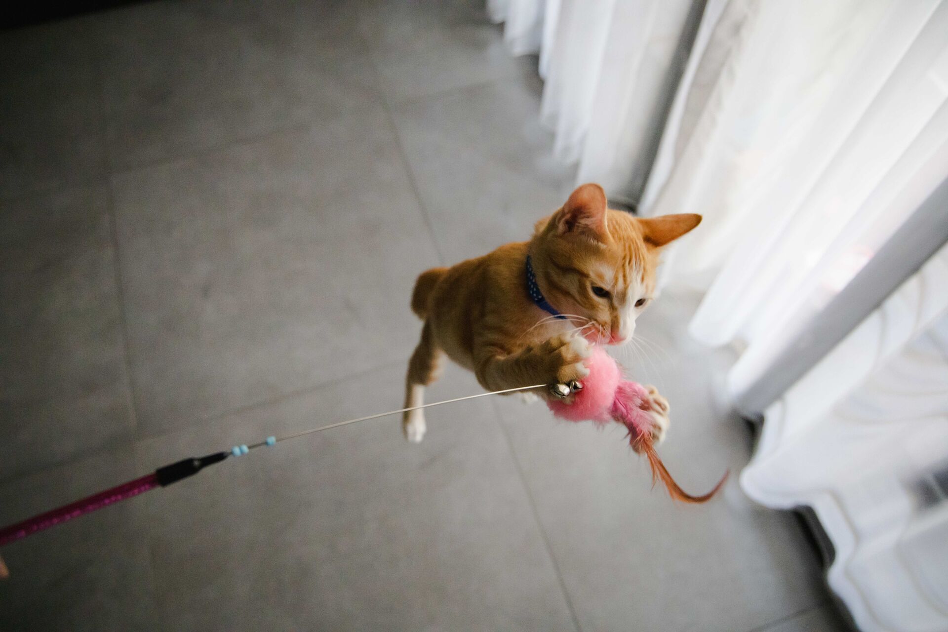 Orangefarbene Katze jagt im Spiel eine Katzenangel.