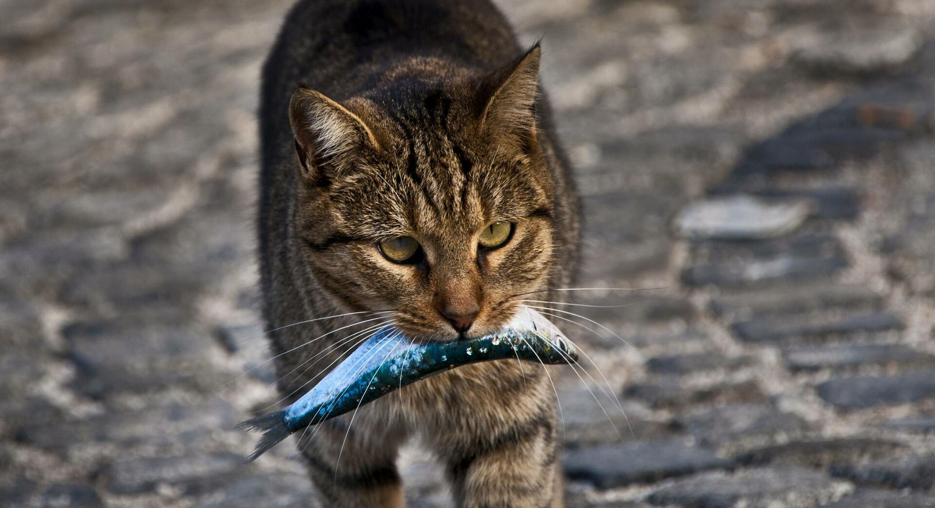 Eine Katze läuft mit einem Fisch im Maul.