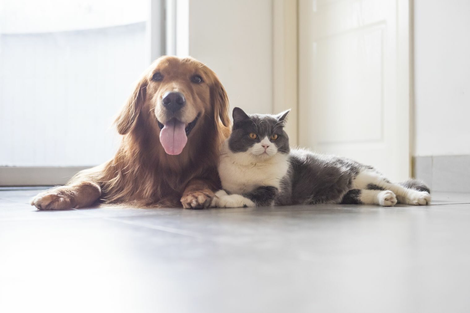 Beste Freunde: Hund und Katze