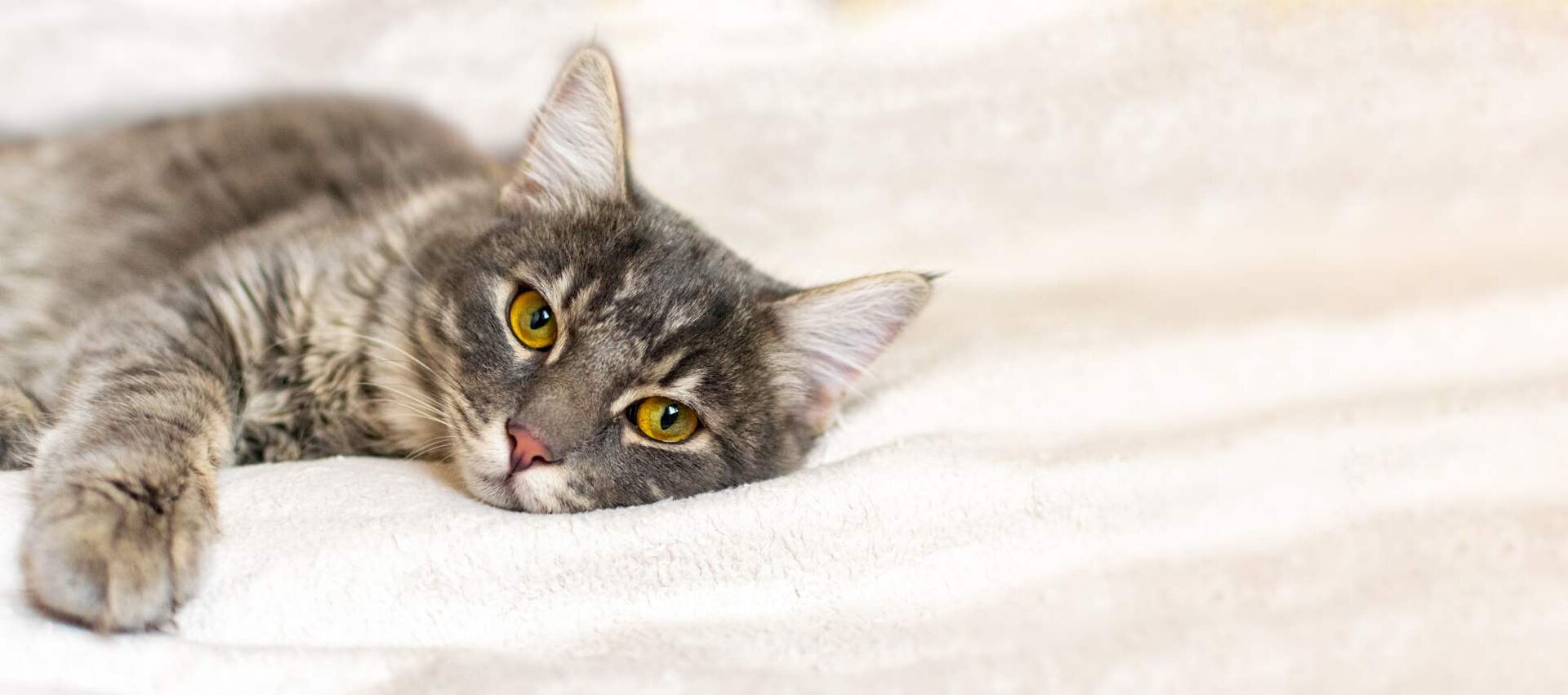 Eine Katze mit traurigem Blick liegt auf einem Bett.