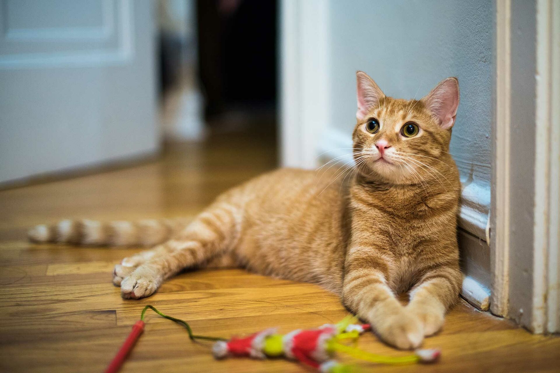 Eine spielende Katze hält ein Federbüschel mit den Pfoten fest.