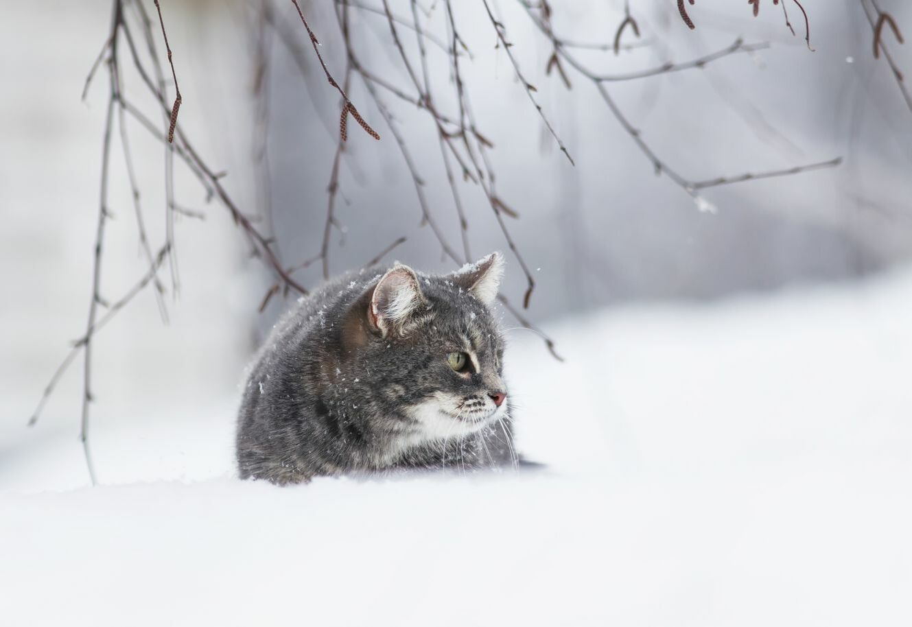 Katzen im Winter