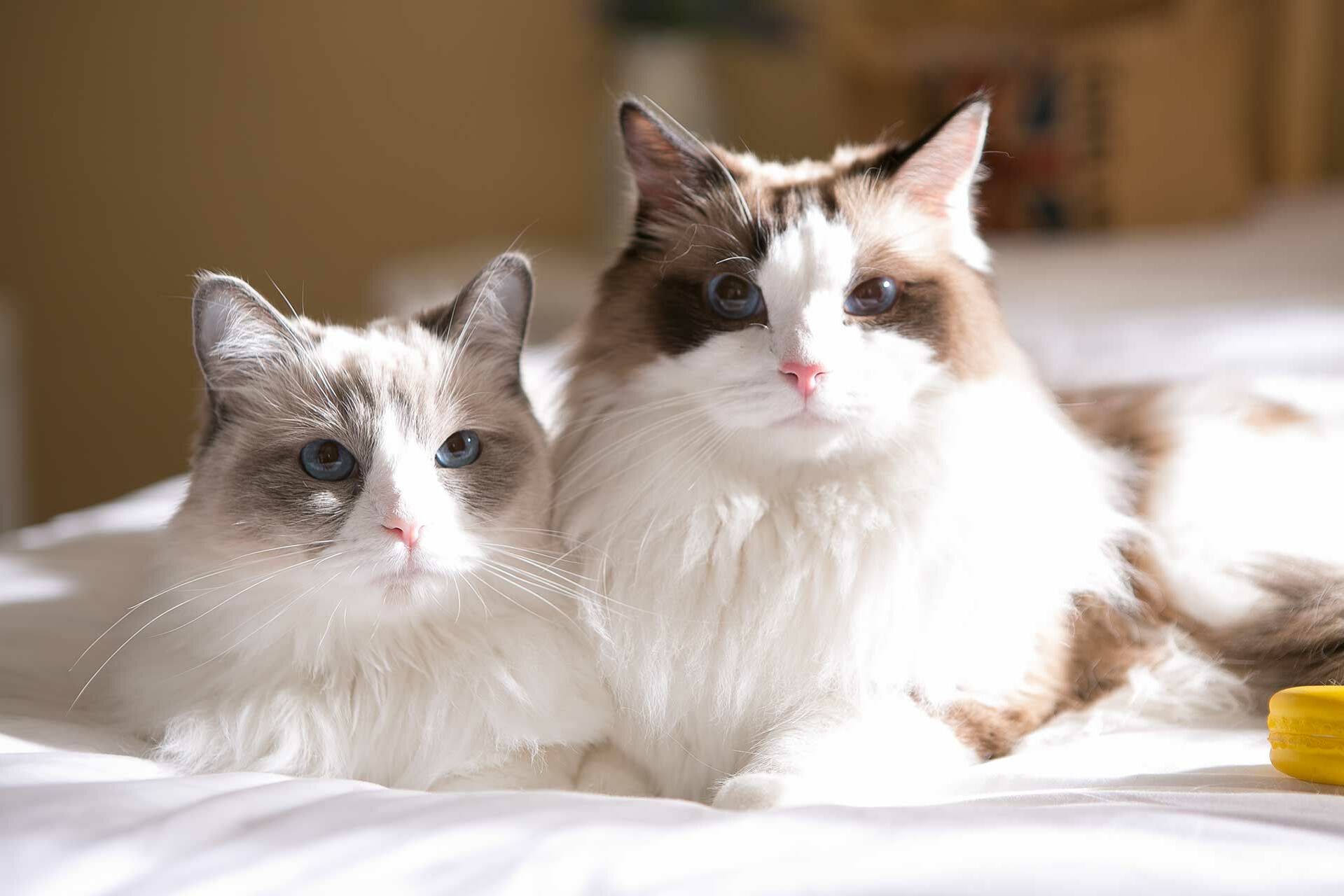 Zwei Katzen der Rasse Ragdoll liegen nebeneinander.