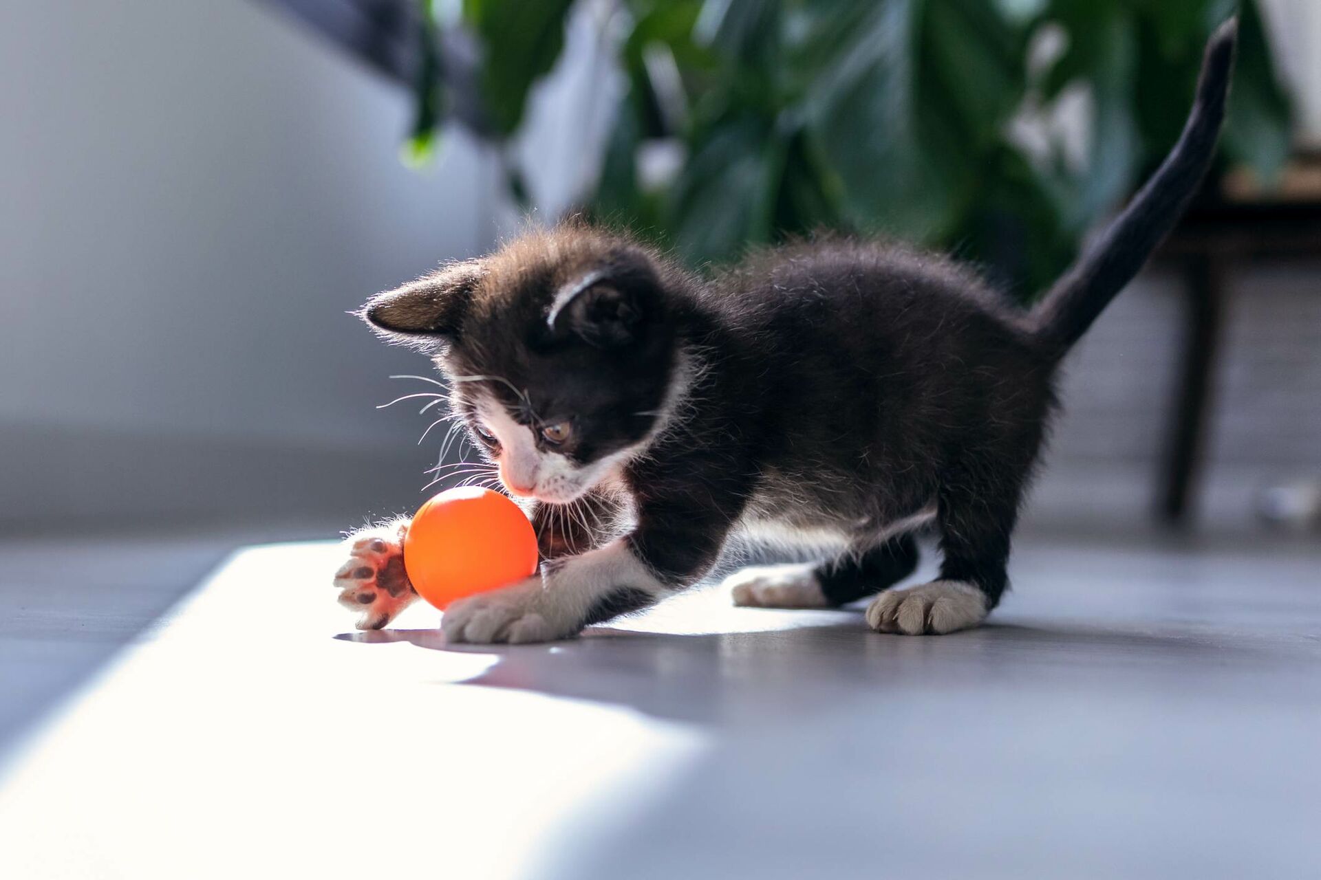 Ein Kitten spielt mit einem kleinen Ball. 