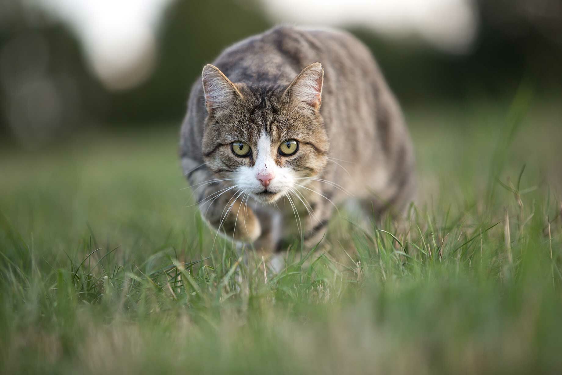 Eine jagende Katze guckt gespannt nach Beute in Laufrichtung.
