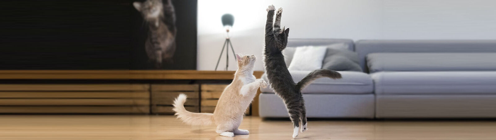 Zwei Katzen spielen im Wohnzimmer.