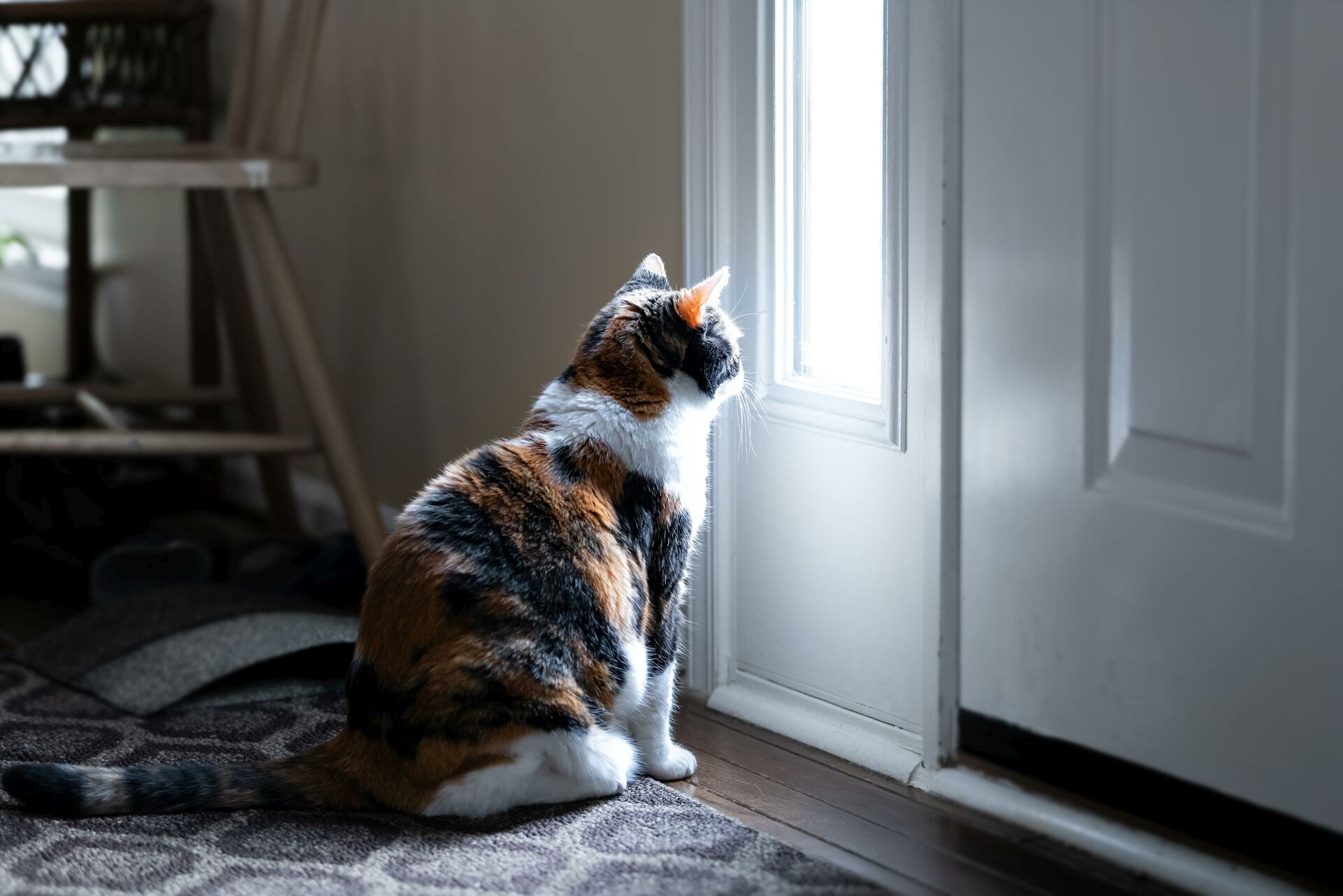 Katze schaut durch ein Fenster in der Haustür.
