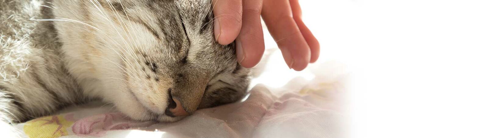 Eine Hand berührt den Kopf einer Katze, die entspannt liegt und die Augen geschlossen hat.