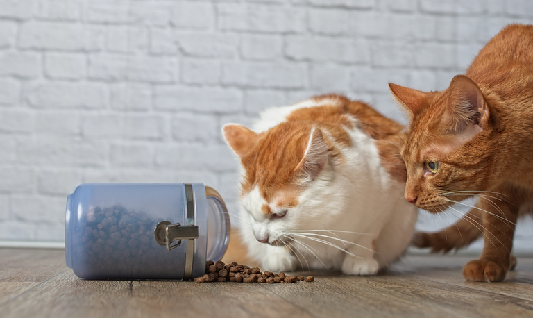 Katze Zu Dünn Was Füttern