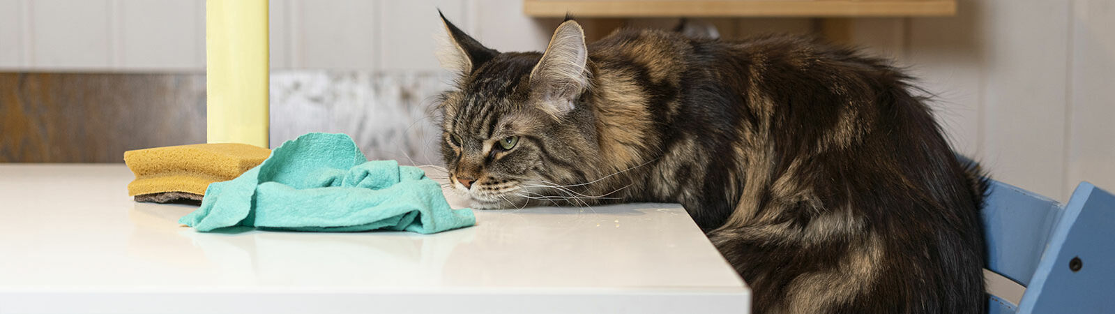 Eine Katze betrachtet vor ihr auf dem Tisch liegende Putzutensilien.