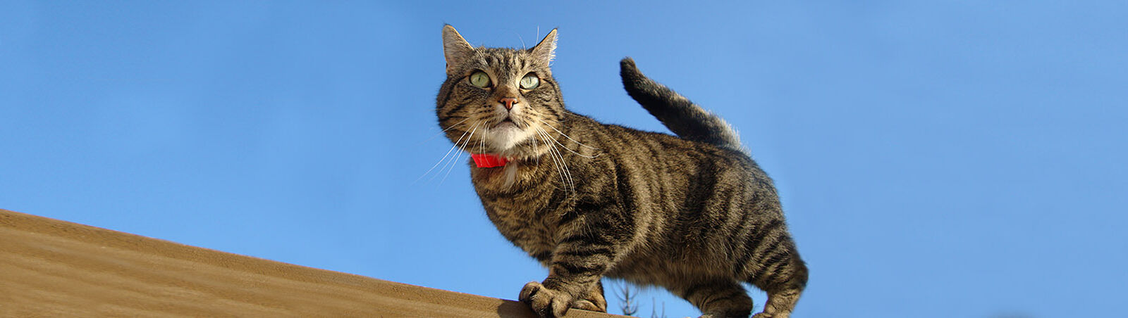 Katze steht vor Himmel auf Dach.
