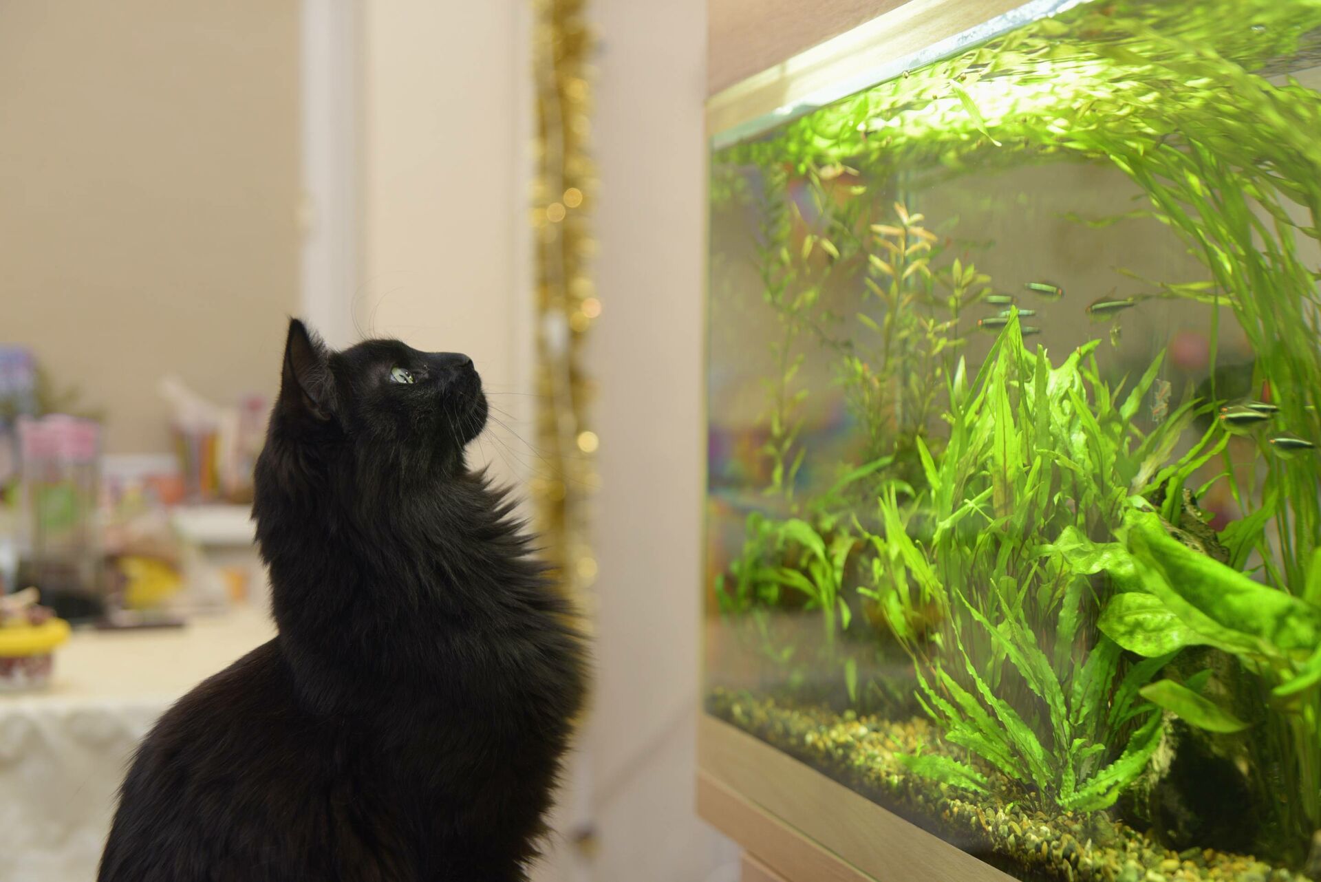 Eine schwarze Katze sitzt vor einem Aquarium.