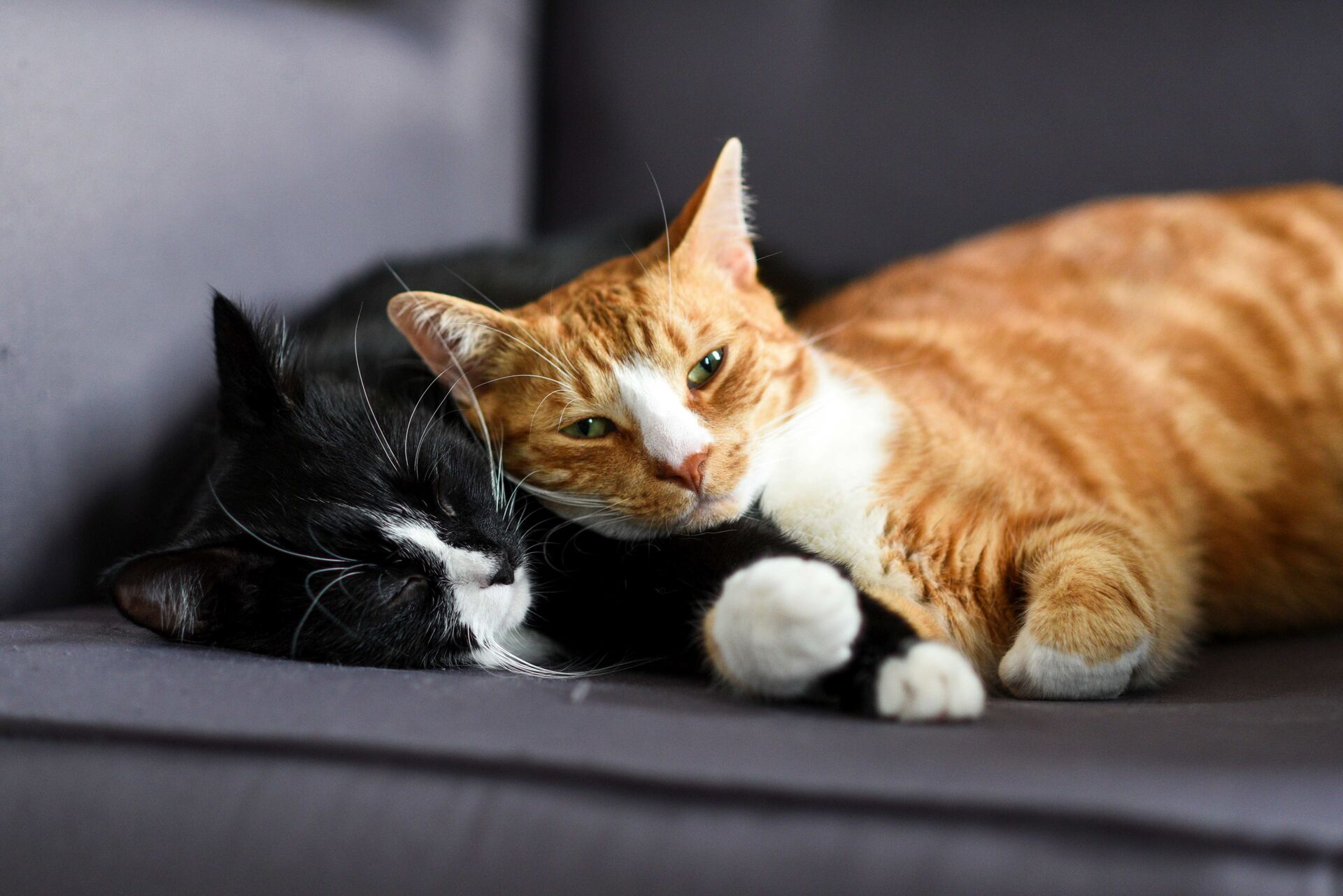 Eine schwarz-weiß gemusterte und eine rot getigerte Hauskatze liegen auf einem Sessel.