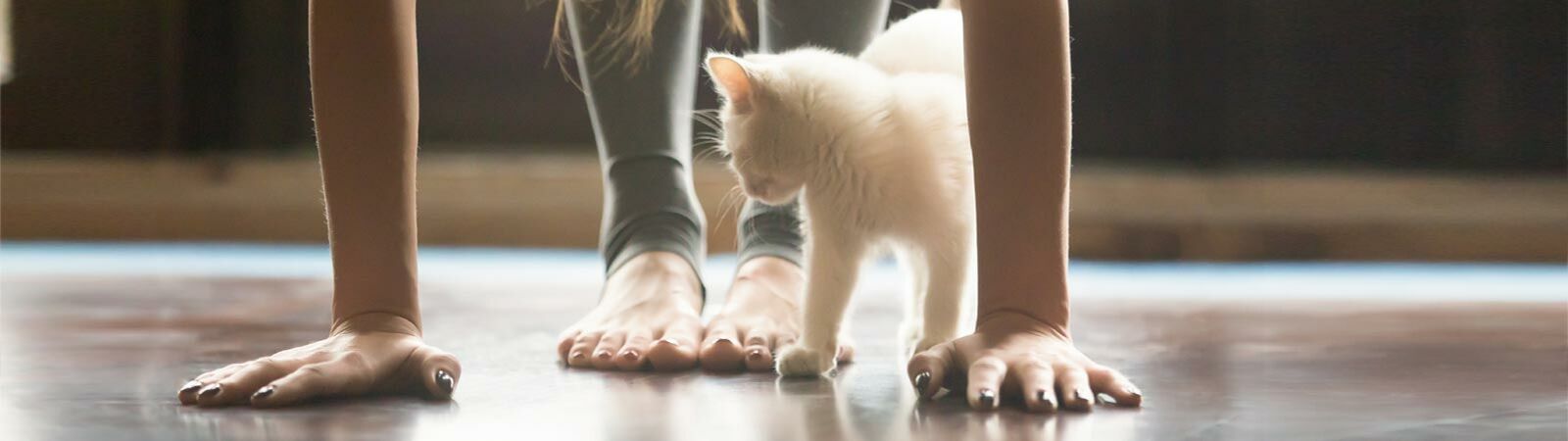 Eine Frau macht Yoga und eine weiße Katze liegt neben ihr.