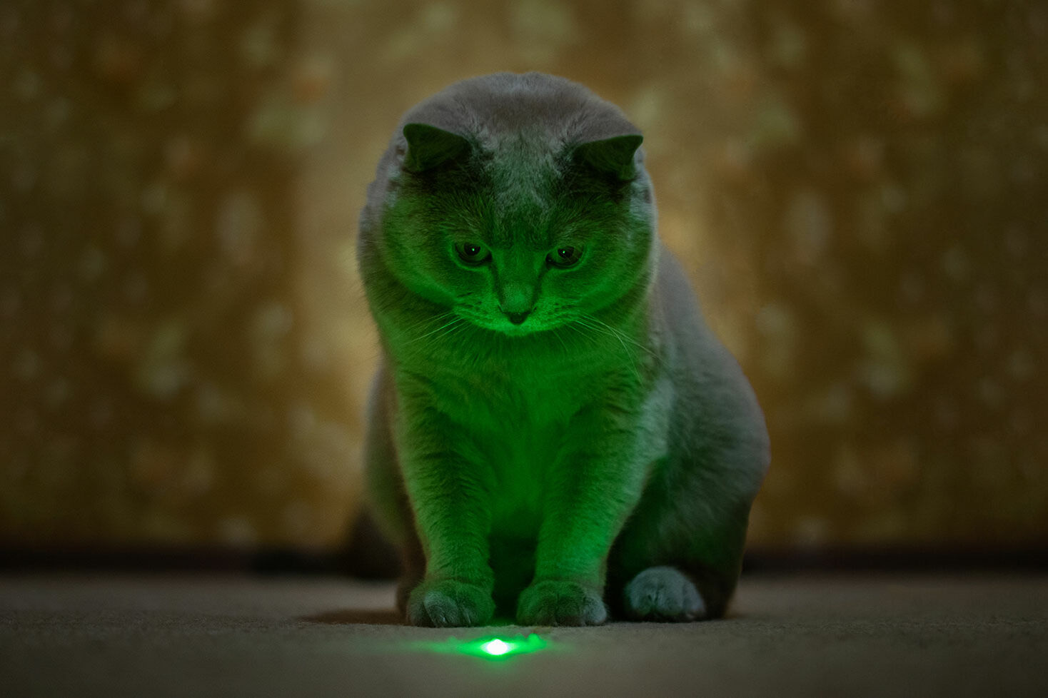 Katze spielt mit grünem Laserpointerstrahl.