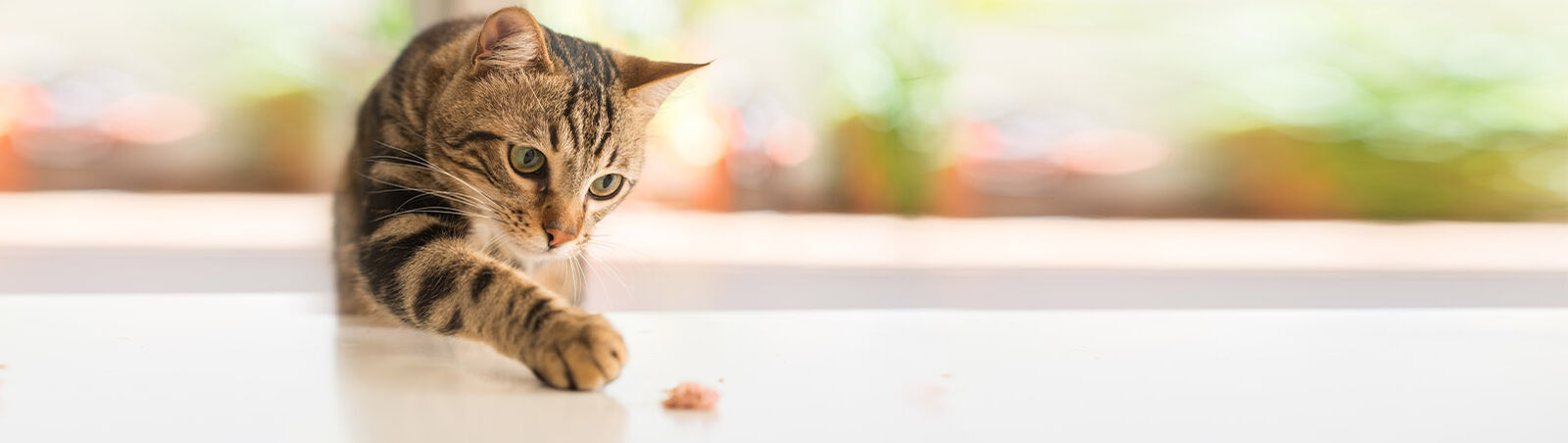 Eine Katze streckt eine Pfote nach einem Stück Futter aus.